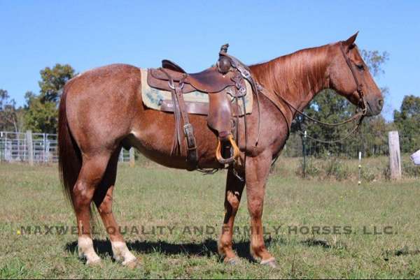 red-roan-star-rear-socks-horse