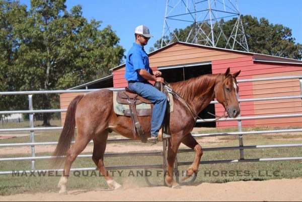 all-around-prospect-quarter-horse