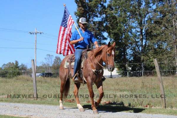 athletic-quarter-horse