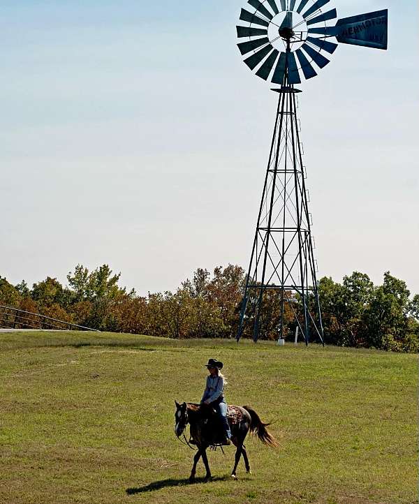 red-roan-appaloosa-horse