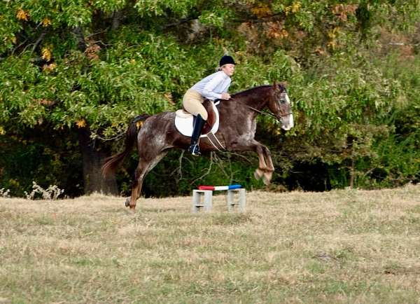 beginner-safe-quarter-horse