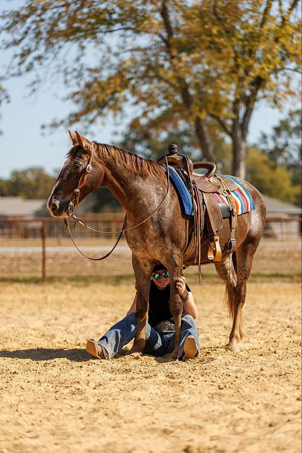 family-horse-quarter