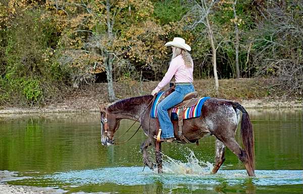 beginner-quarter-horse