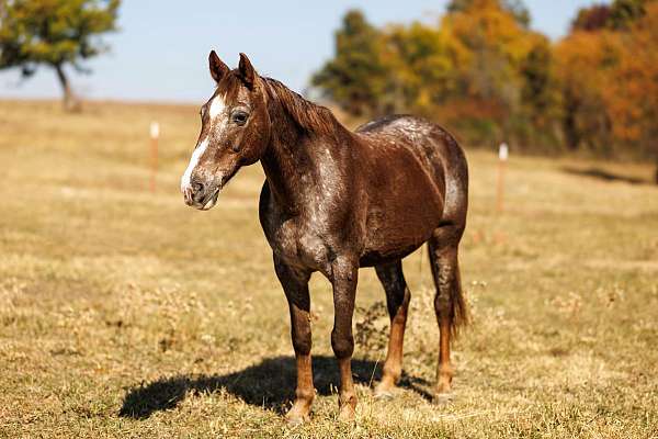 flashy-quarter-horse