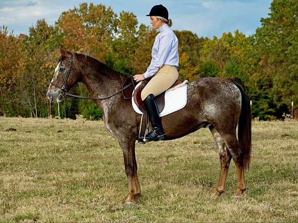 ranch-quarter-horse