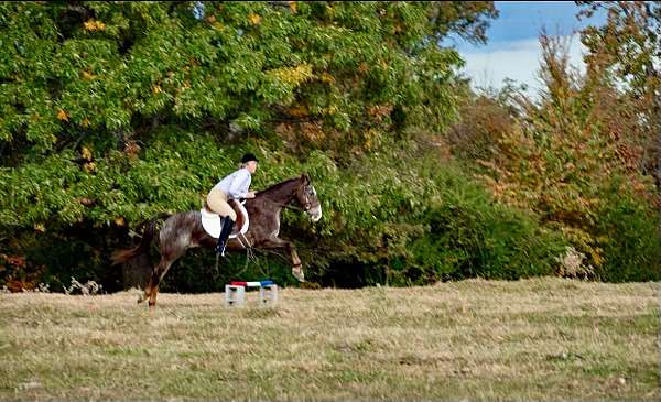 ranch-versatility-quarter-horse