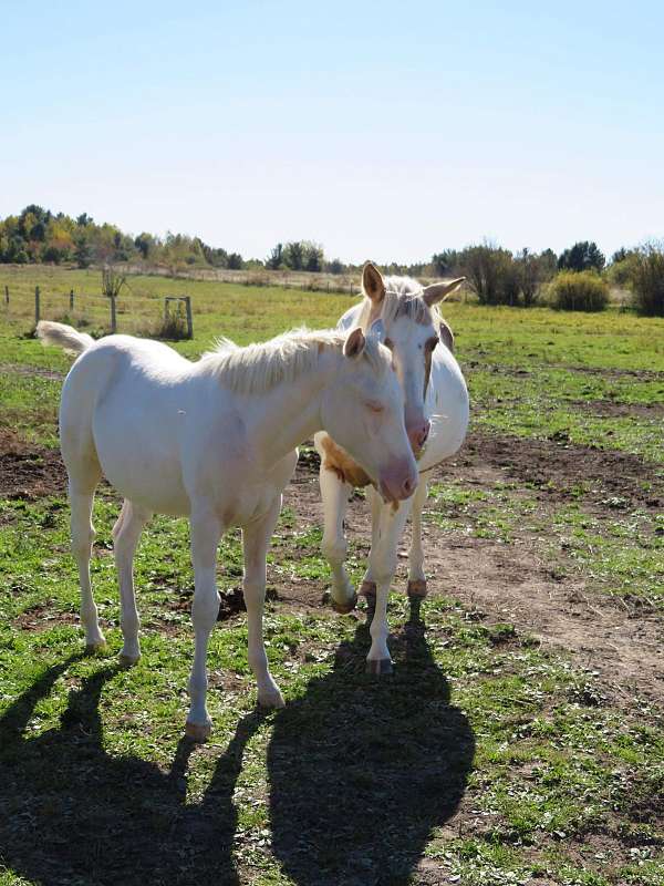 cremello-star-stripe-horse