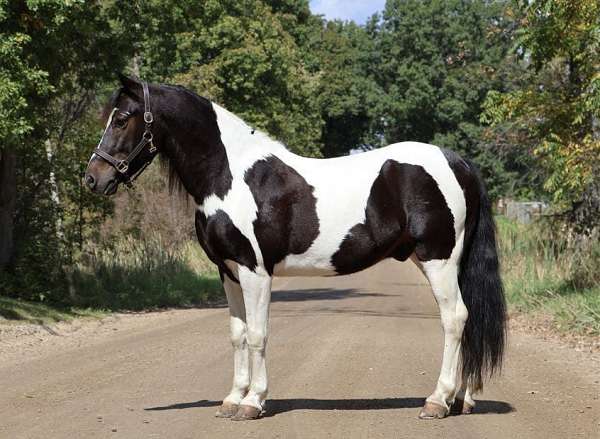 ranch-work-quarter-pony