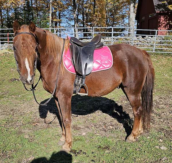 registered-morgan-pony