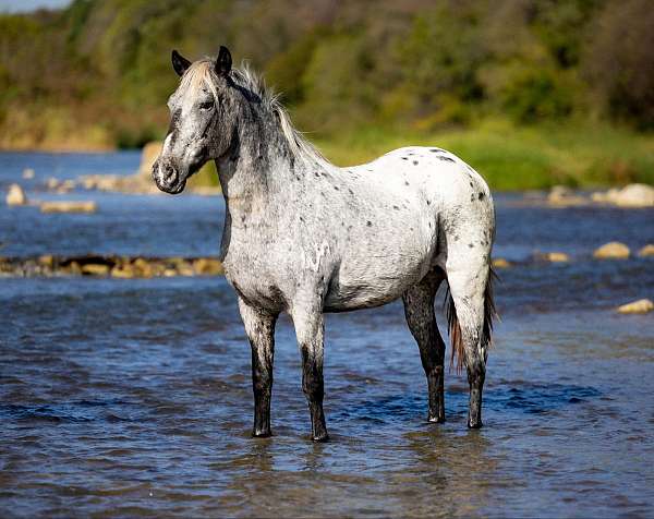 quarter-pony