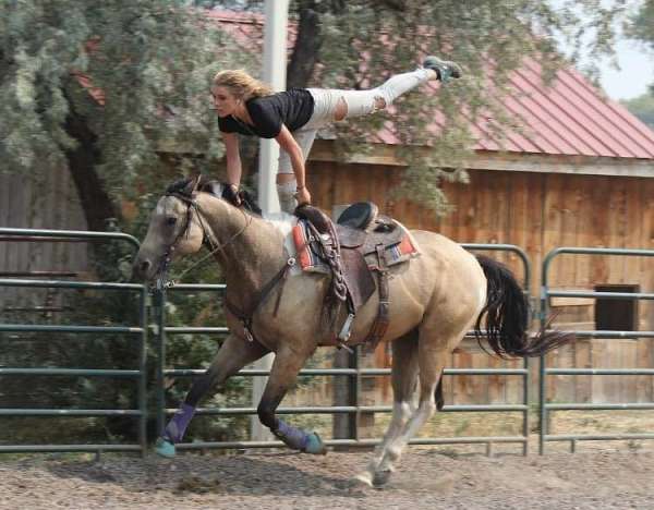 husband-safe-quarter-horse