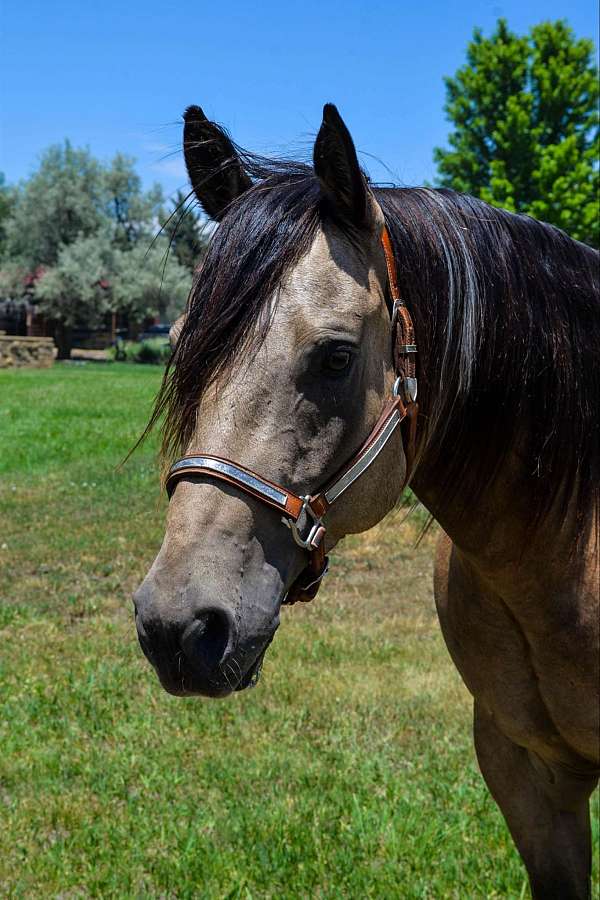 jumper-quarter-horse