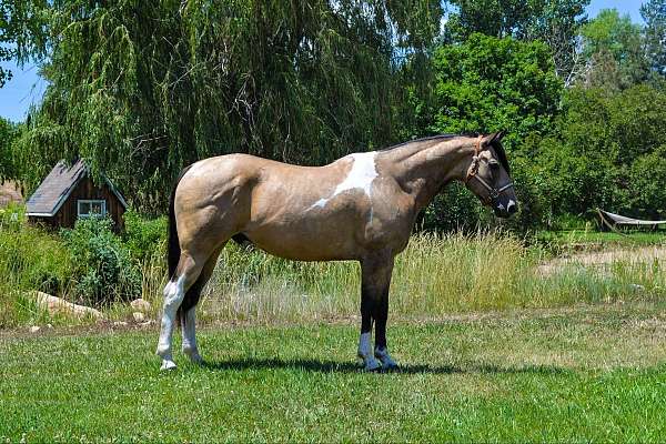 jumping-quarter-horse