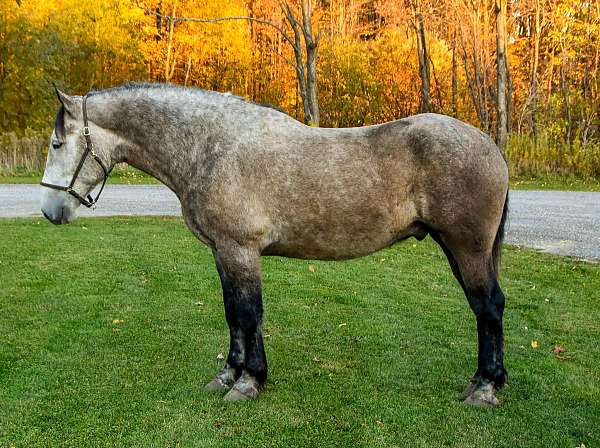 buckskin-tobiano-4-stockings-horse