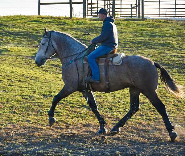 experienced-quarter-horse