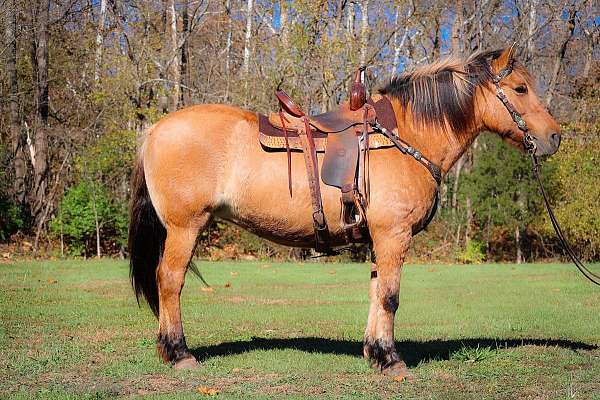 buckskin-none-horse