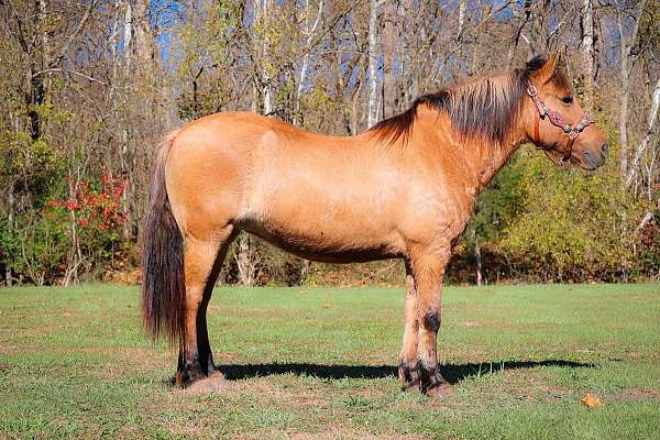 athletic-quarter-horse