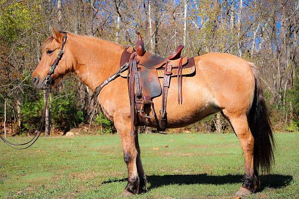 harness-quarter-horse