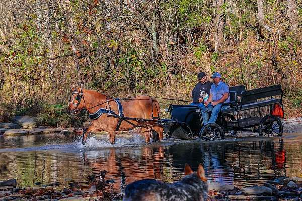 husband-safe-quarter-horse