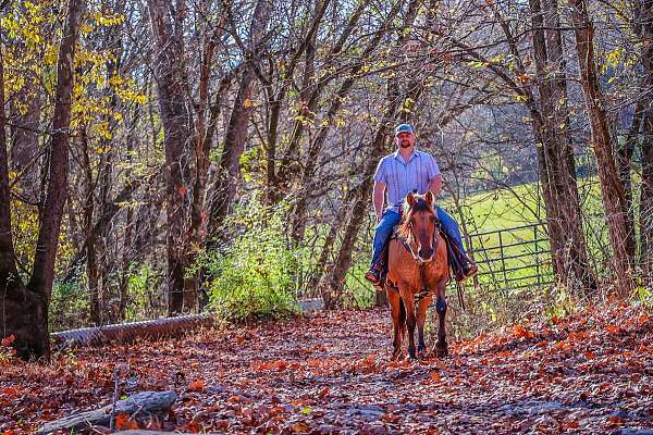 ranch-work-quarter-horse