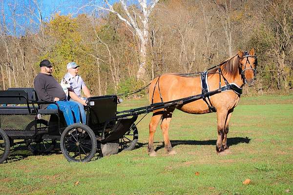 show-experience-quarter-horse