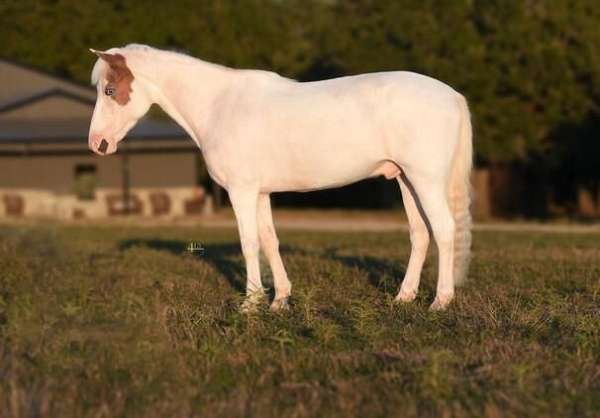 tennessee-quarter-pony