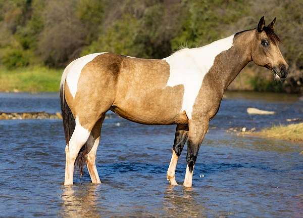 buckskin-tobiano-4-stockings-horse