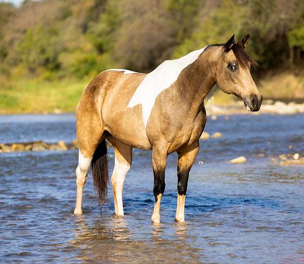 ranch-work-quarter-horse