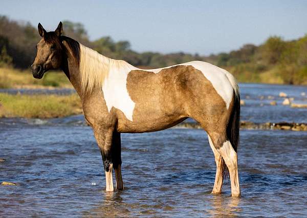 beginner-safe-quarter-horse