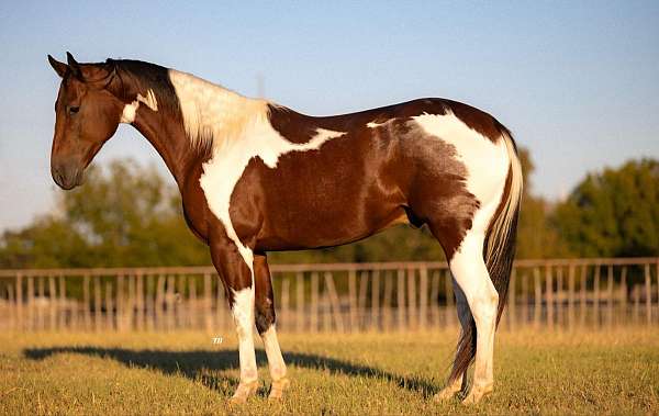 quarter-horse