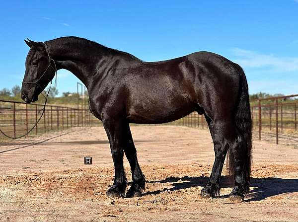 ranch-work-quarter-horse