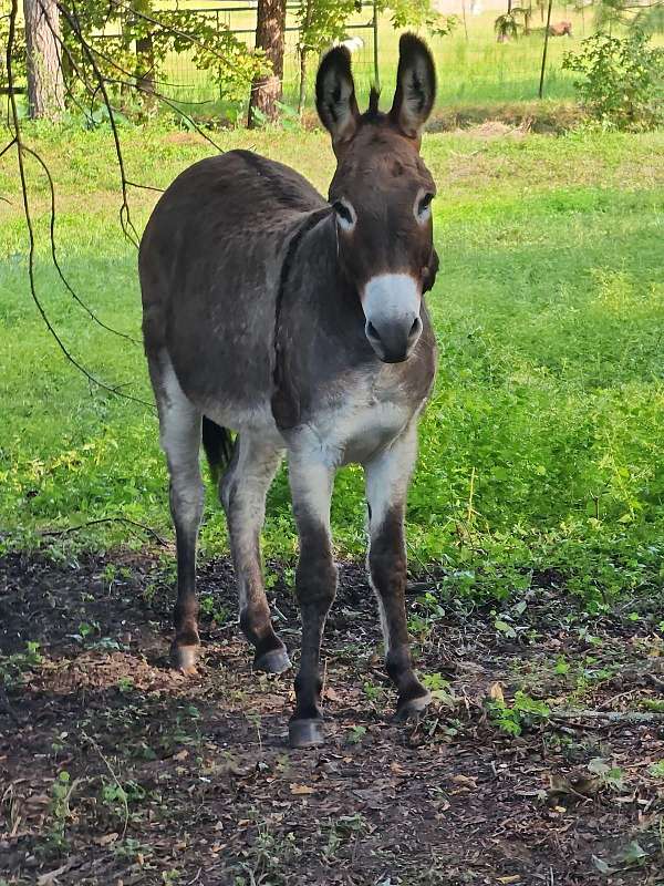 sweet-gelding-donkey