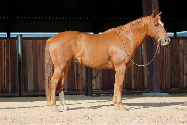 ranch-work-quarter-horse