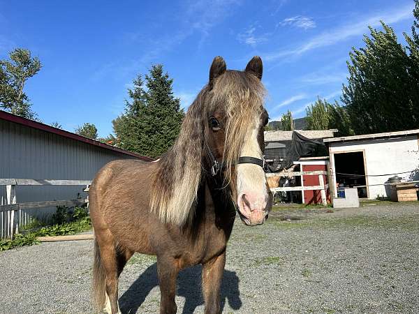 welsh-pony-gelding