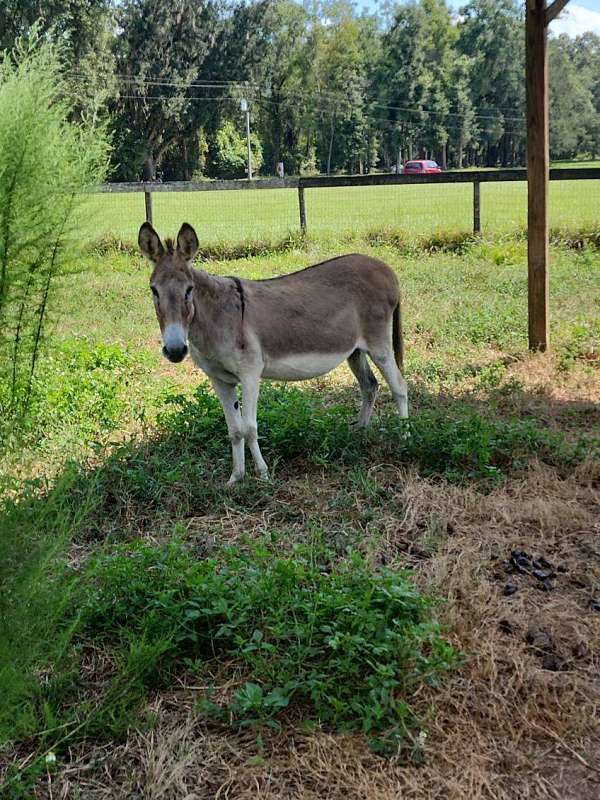 donkey-for-sale