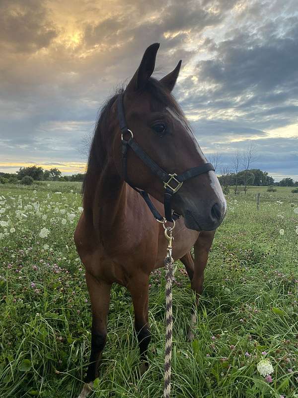 mustang-gelding