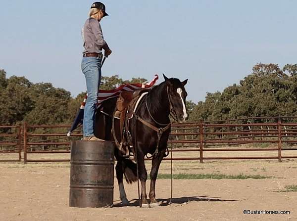 ranch-work-quarter-horse