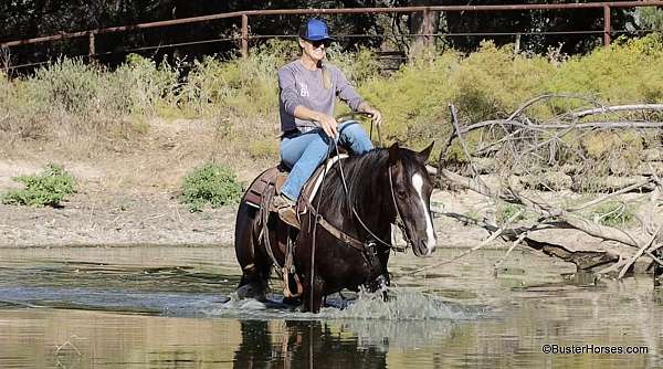 beginner-safe-quarter-horse