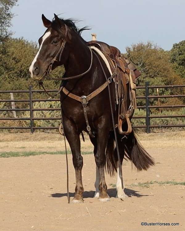 family-horse-quarter