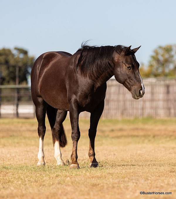 quarter-horse