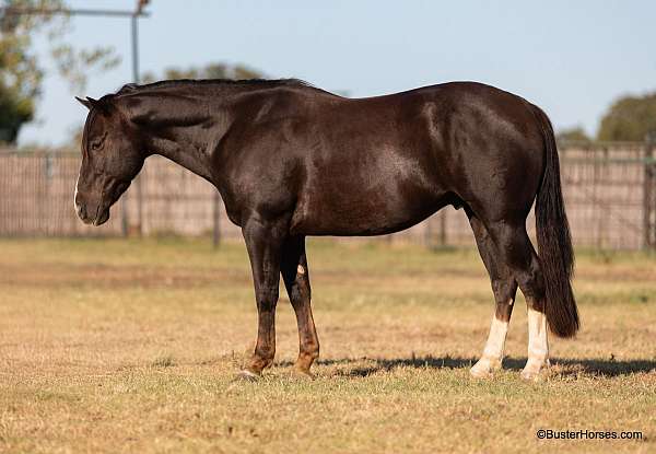 beginner-quarter-horse