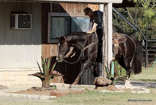 husband-safe-quarter-horse