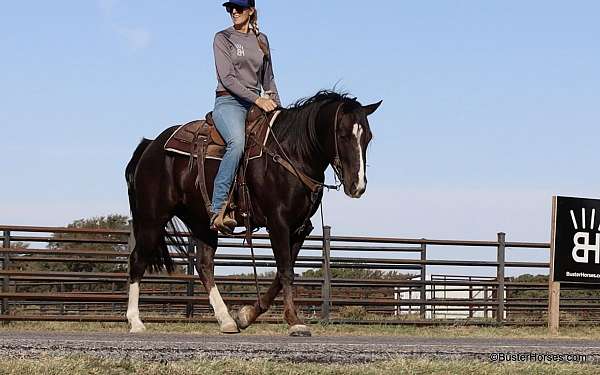 kid-safe-quarter-horse