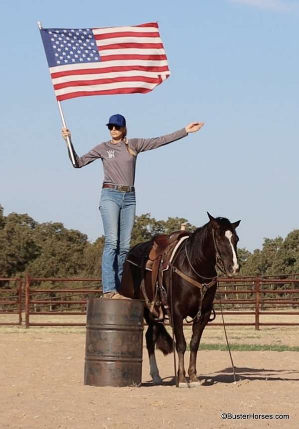 ranch-quarter-horse