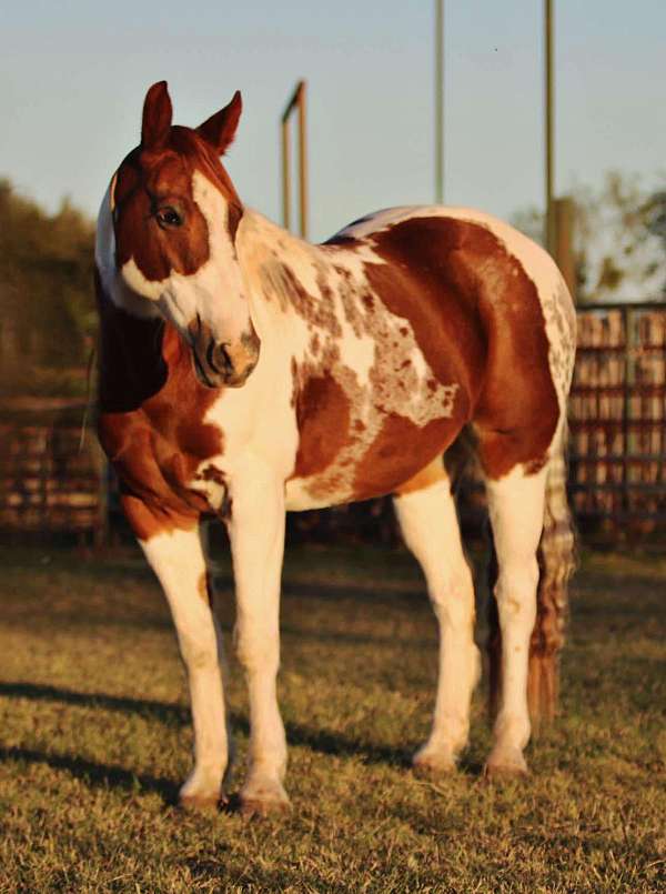 chestnut-blaze-rear-stockings-horse