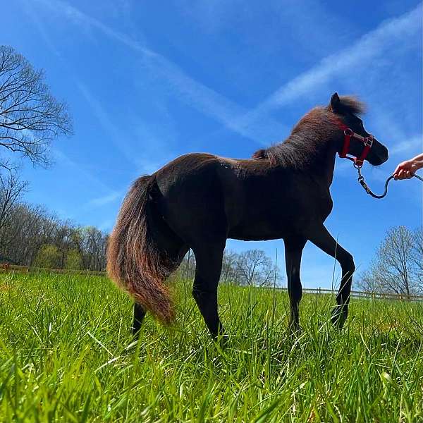 black-brown-miniature-weanling