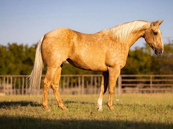 palomino-blaze-horse