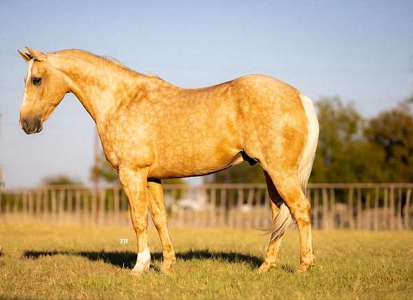 ranch-work-quarter-horse