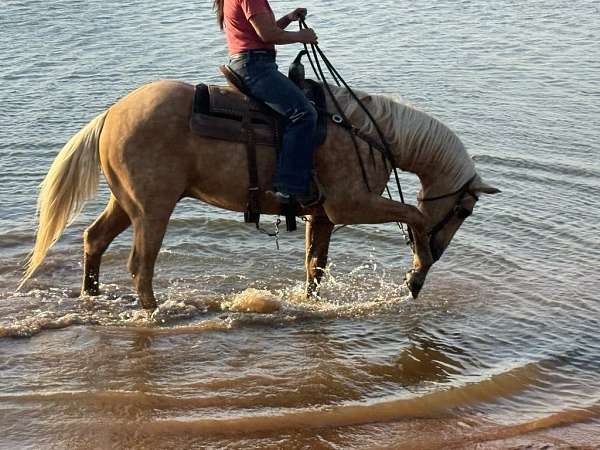 all-around-quarter-horse