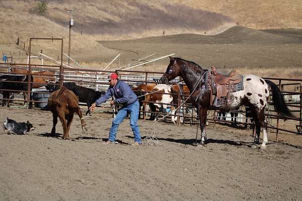 athletic-quarter-horse